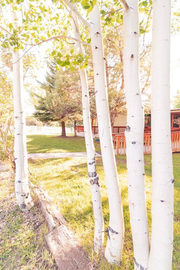 Pale white aspens stand tall, their trunks lined with subtle markings, beside a lush green lawn and a pathway leading to a wooden structure.