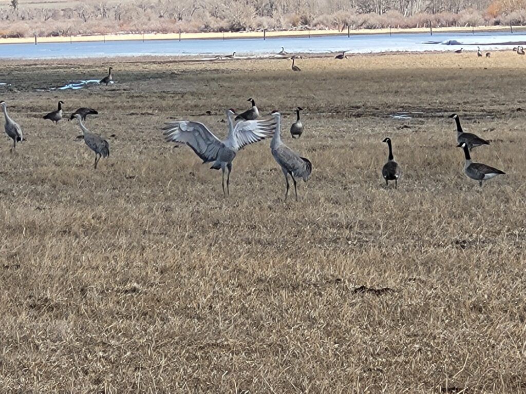 Sandhill cranes are in a grassy field, with one stretching its wings while Canada geese gather nearby. A tranquil lakeside setting is in the background.