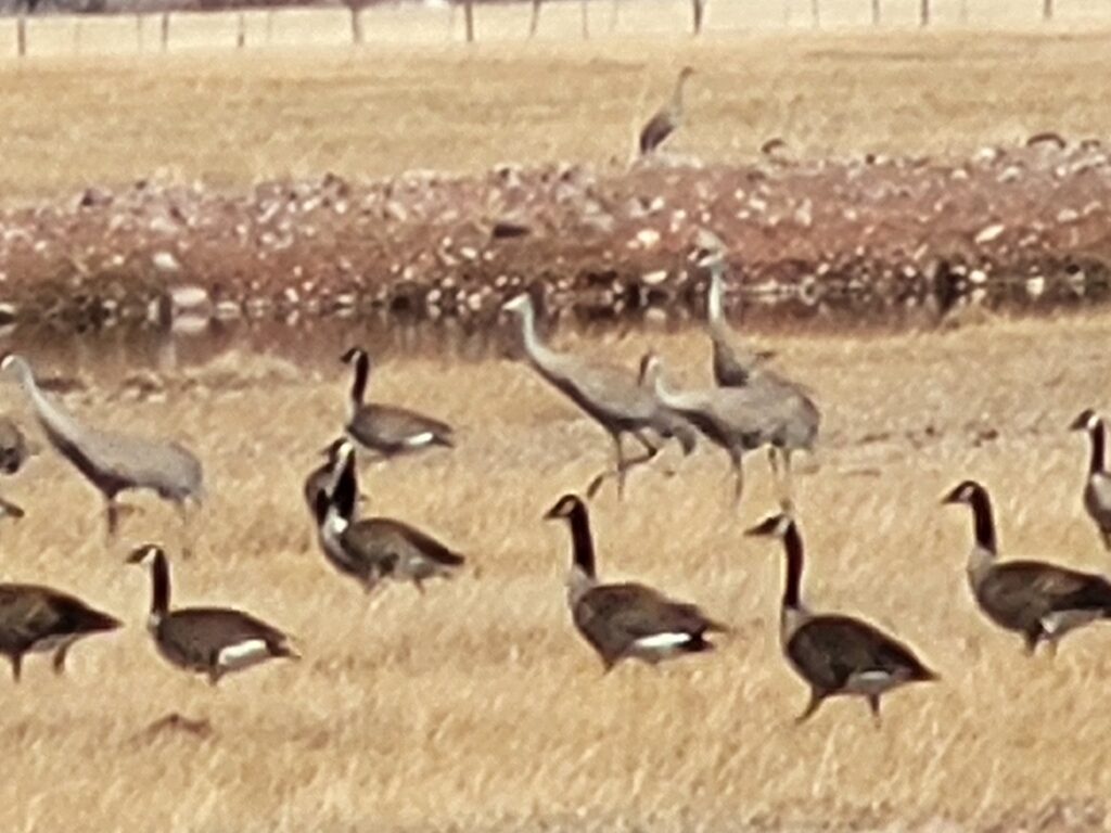 A congregation of cranes and geese standing in a grassy field near a water source, highlighting the area's rich birdlife and habitat diversity.