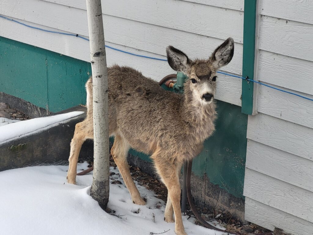 A young deer stands beside a tree near a snow-covered building, showcasing wildlife in an urban environment.
