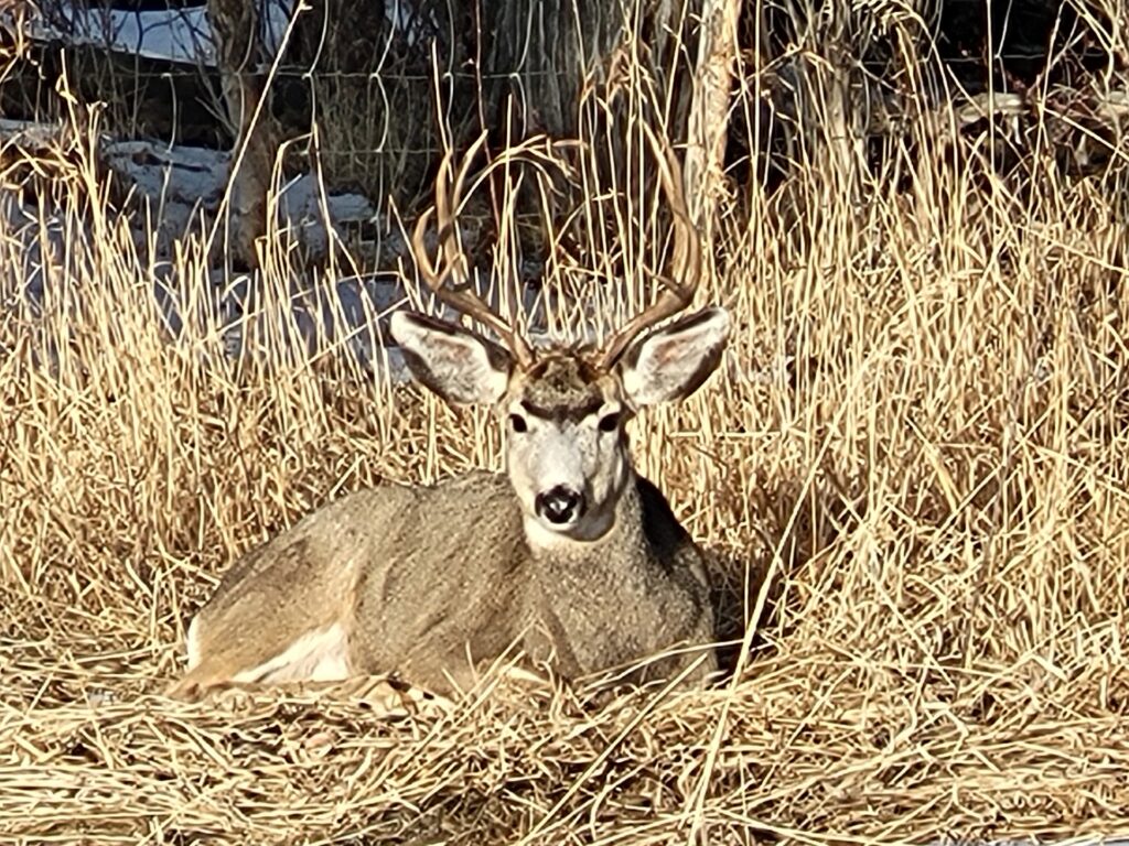 A buck with prominent antlers rests on dry grass, blending into its natural habitat. This image highlights wildlife in its environment.