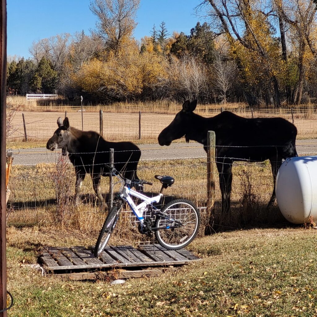 Two moose grazing near a fence beside a road, with a bicycle resting on a wooden platform in the foreground. Fall colors enhance the backdrop.