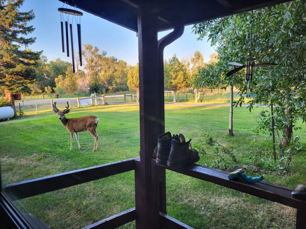 A young buck deer stands in a green yard, viewed from a porch with wind chimes and shoes visible. The serene setting captures nature's beauty.