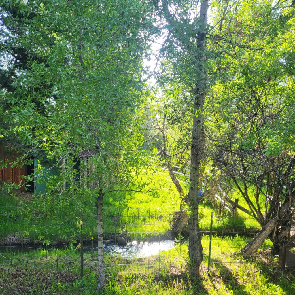 Lush green trees frame a serene pond, reflecting sunlight amid vibrant grass and natural foliage, creating a tranquil outdoor scene.