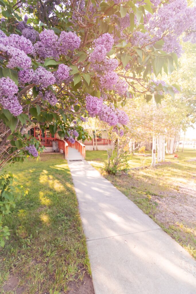 Lilac blossoms frame a sidewalk leading to a house, bathed in warm sunlight, creating a welcoming spring atmosphere.