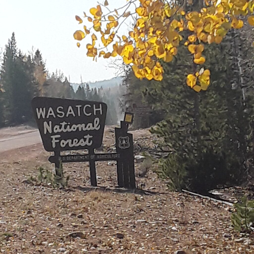 Wasatch National Forest sign beside a road, surrounded by aspen leaves and pine trees, indicating access to recreational areas.