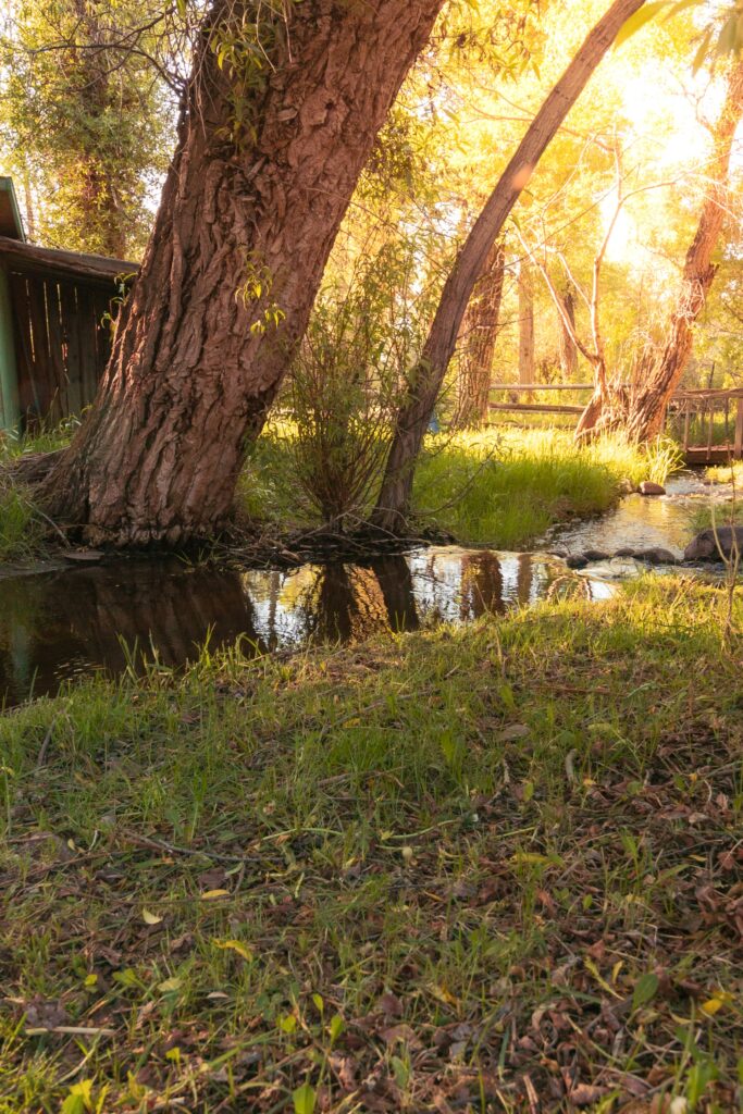 A tranquil scene featuring a large tree beside a reflective stream, surrounded by lush grass and dappled sunlight filtering through nearby foliage.