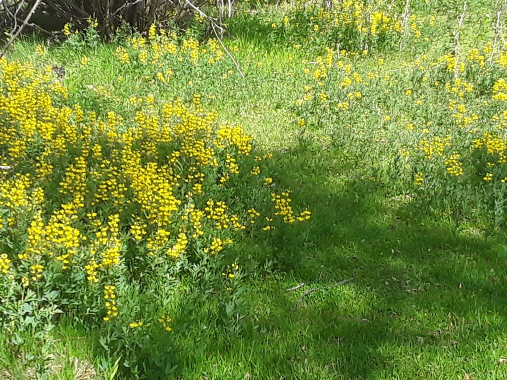 Vibrant yellow wildflowers bloom in a lush, green meadow, creating a lively natural scene ideal for nature enthusiasts and photographers.
