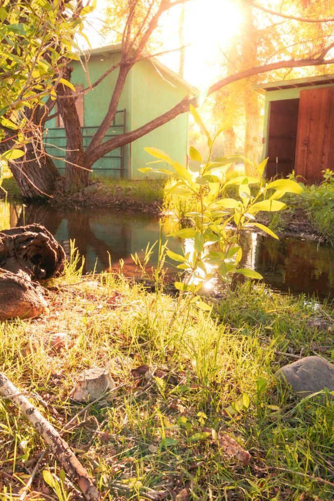 Sunlight filters through trees, illuminating a tranquil pond beside two rustic buildings. Lush green grass and budding plants enhance the serene setting.