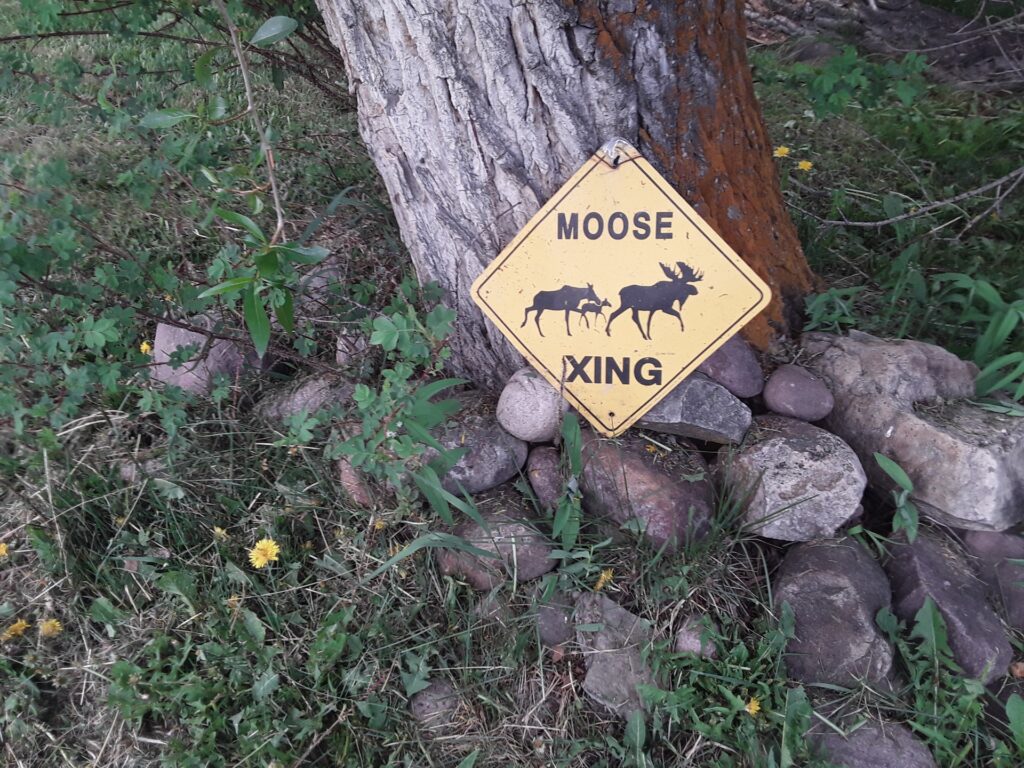Moose crossing sign near a tree, warning drivers of wildlife in the area. Important for safety in regions frequented by moose.