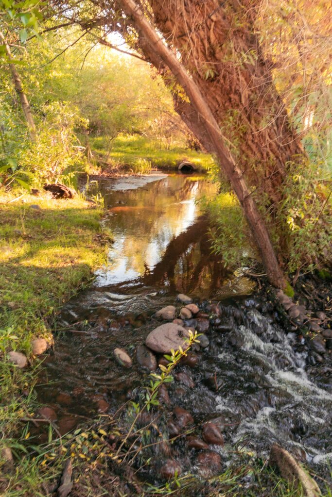 Tranquil stream flowing through lush greenery and sunlight, featuring rocks along the banks, capturing a serene natural environment.
