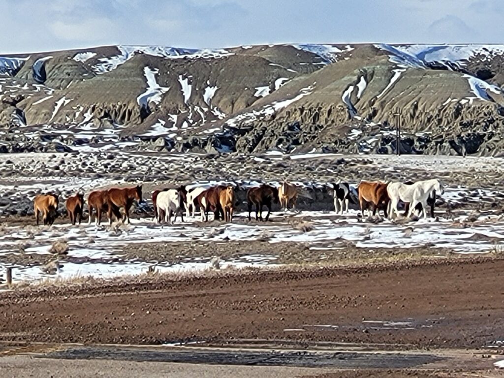 Herd of cows grazing in a snowy landscape, with rugged hills in the background. The image highlights rural life and livestock farming.