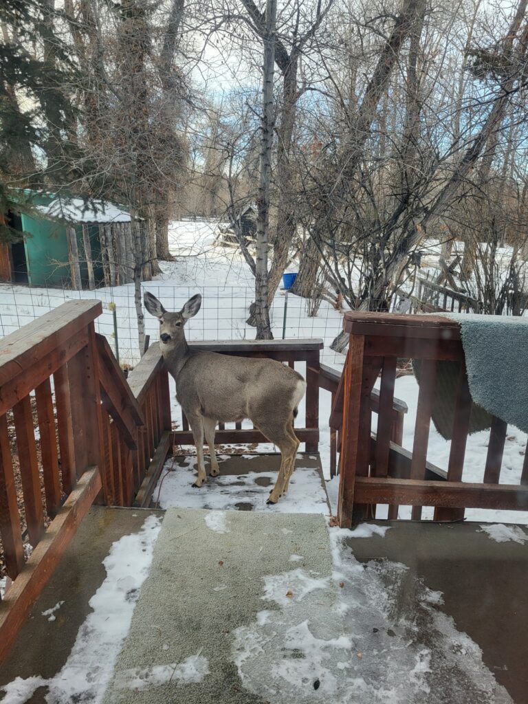 A deer stands on a snowy porch, looking back toward the viewer. Surrounding trees and a wooden railing add a natural, serene backdrop.