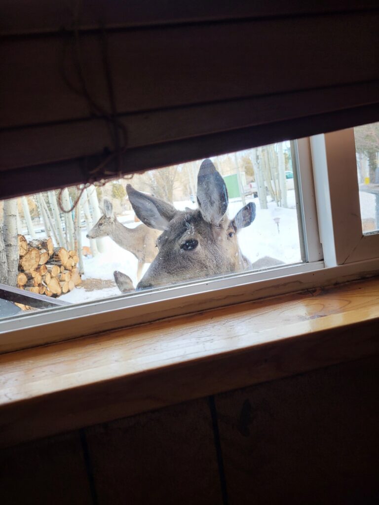 A deer rests next to a pile of firewood in a snowy landscape, while a small black rabbit sits nearby, highlighting a peaceful wildlife scene.