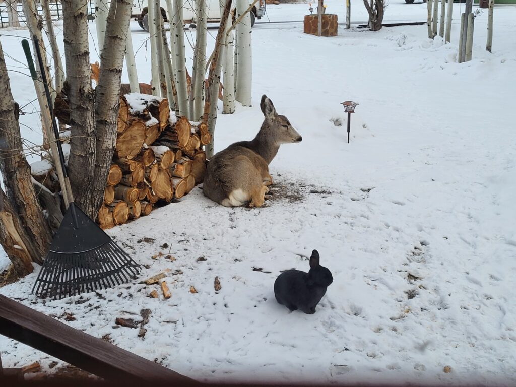 Black llama with a distinctive white marking on its chin, stands beside a wooden structure, surrounded by foliage and vibrant autumn colors.