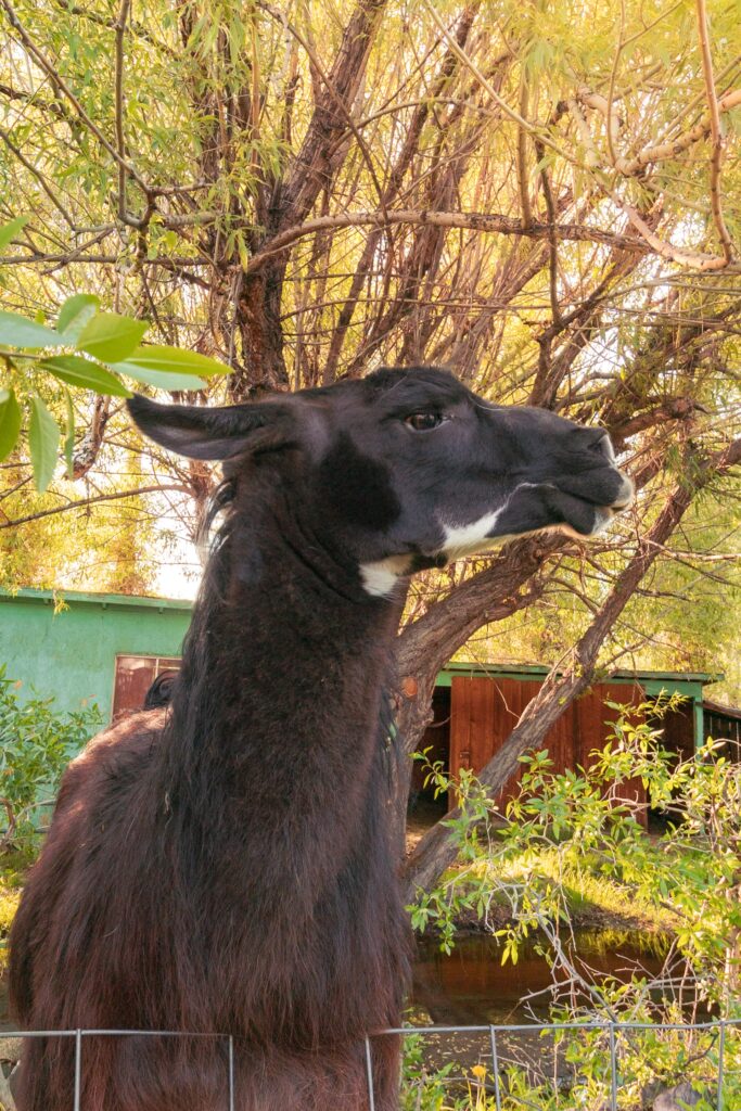 A black llama stands against a backdrop of autumn foliage, framed by trees and a green structure, showcasing its calm presence in nature.