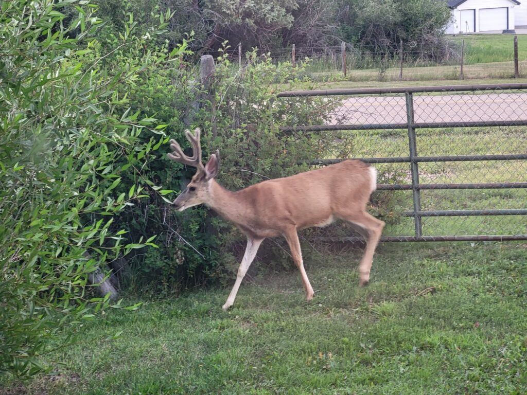 A chipmunk sits atop a log stack, surrounded by green grass and yellow dandelions, capturing a moment of nature's tranquility.