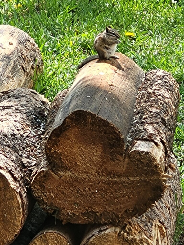 A chipmunk sits atop a log stack, surrounded by green grass and yellow dandelions, capturing a moment of nature's tranquility.