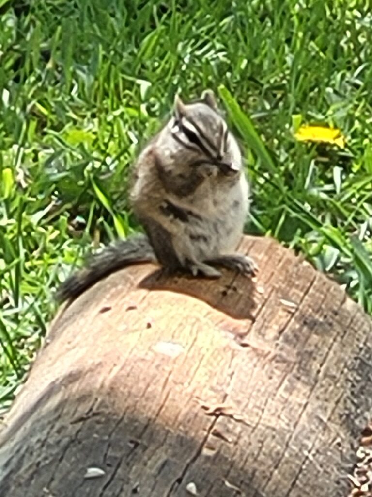 A chipmunk sits on a log, nibbling on food, with vibrant green grass and a dandelion in the background, showcasing wildlife in a natural setting.