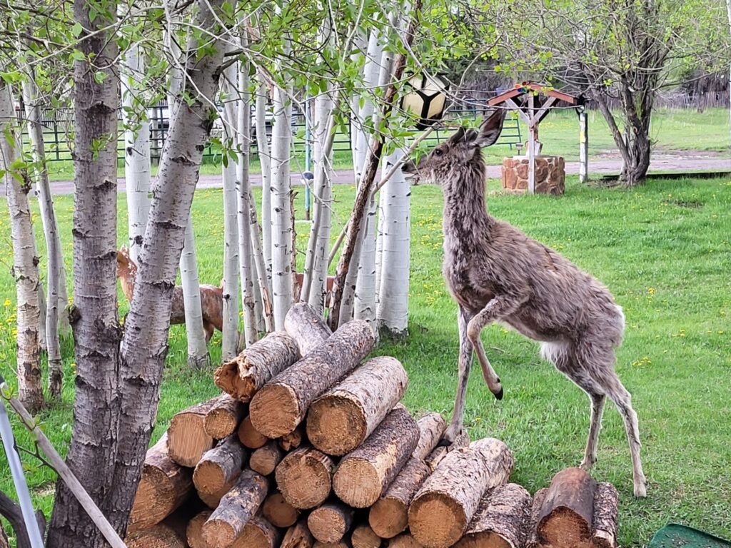 A deer reaches for tender leaves on a tree, surrounded by birch trees and a stack of logs, highlighting wildlife in a natural setting.