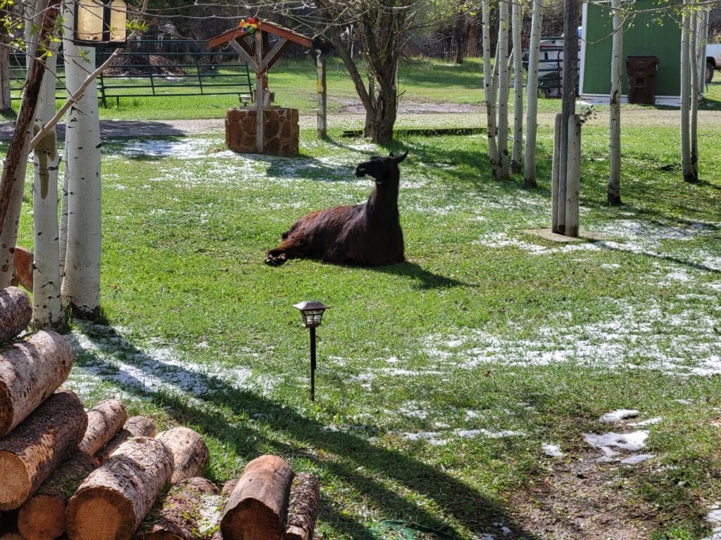 A llama rests on green grass, surrounded by aspen trees and a scattering of snow. Logs are stacked nearby, creating a serene rural setting.