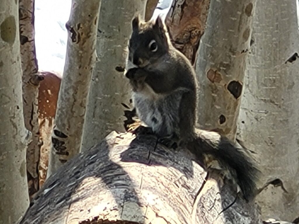 Gray squirrel perched on a log, nibbling on food, surrounded by aspen tree trunks. The scene highlights wildlife in a natural setting.