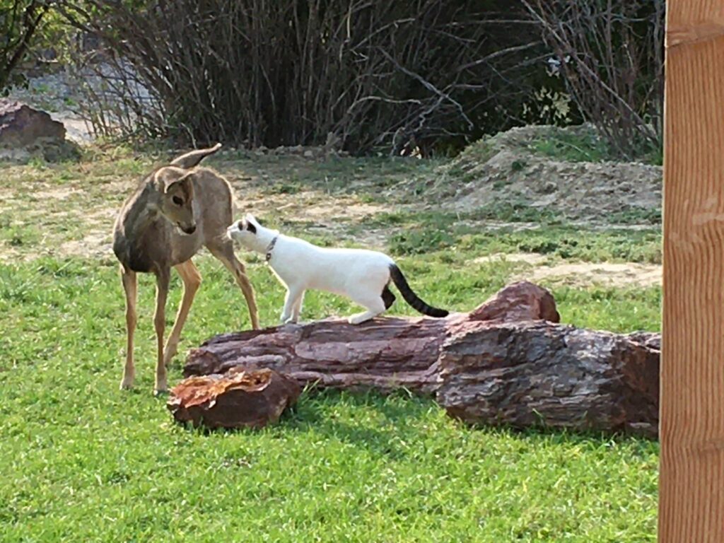 A curious white cat interacts with a young deer near a log in a grassy area, highlighting an unusual friendship between the two animals.