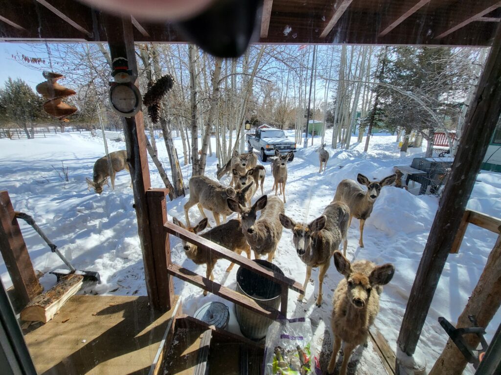 A group of deer gathers near a wooden porch in a snowy landscape, with trees in the background and a vehicle parked nearby.