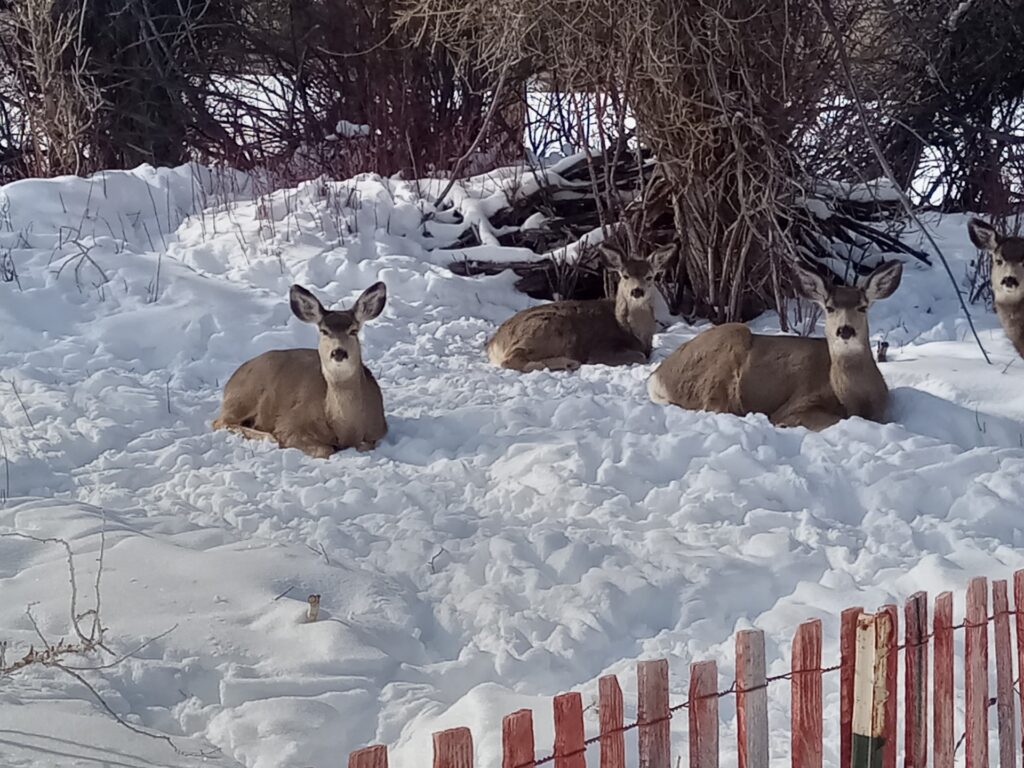 Four deer resting in the snow, surrounded by a snowy landscape and a red wooden fence, showcasing winter wildlife in a serene setting.
