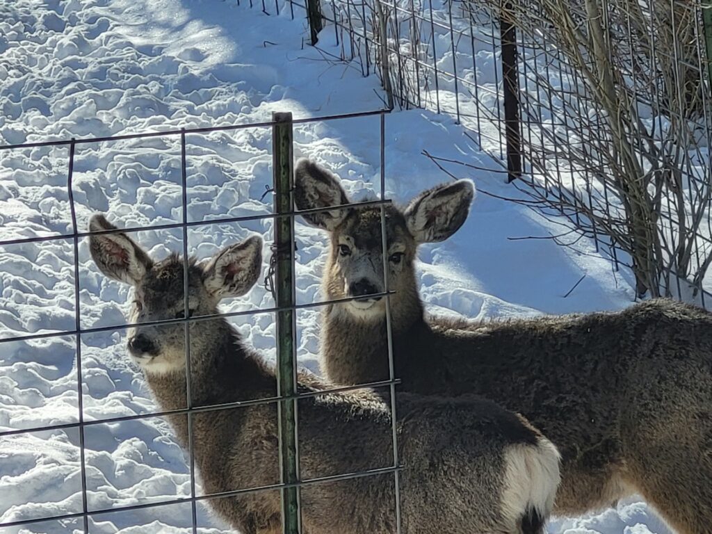 Two deer stand next to a fence in a snowy landscape, looking curiously towards the camera. Their presence highlights wildlife in winter.