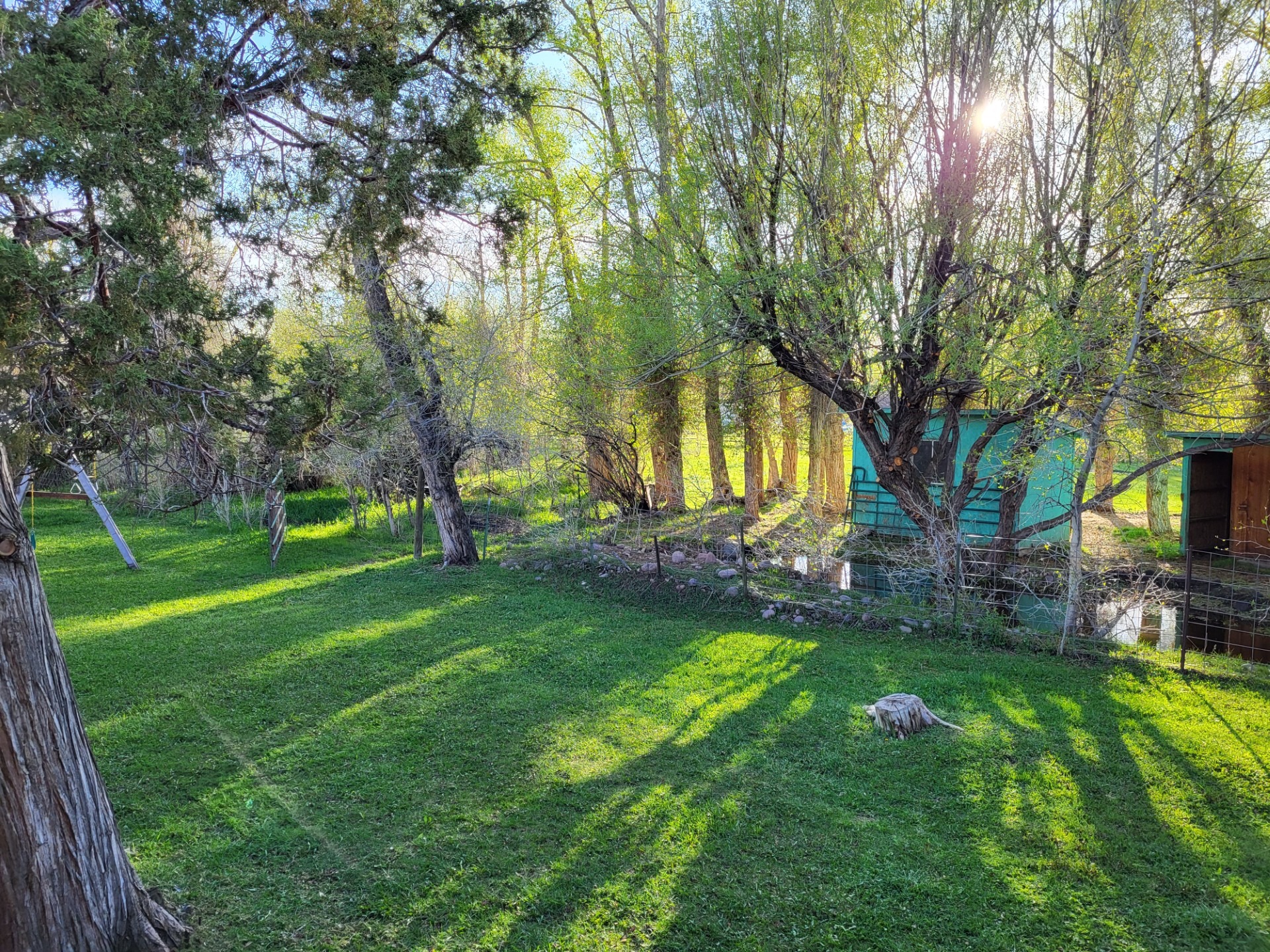 Lush green yard with tall trees casting long shadows. A small turquoise shed is visible alongside a pond, creating a serene outdoor scene.